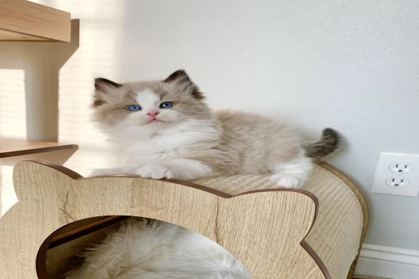 Vaccinated Ragdoll Kittens for Adoption