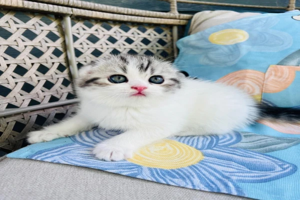 SCOTTISH FOLD KITTENS AVAILABLE FOR ADOPTION