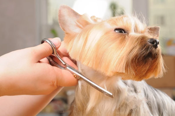 Looking for pet grooming services near you in Dubai?