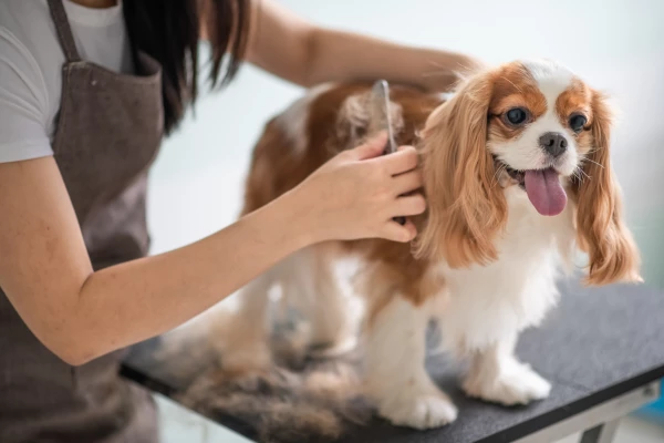 Looking for pet grooming services near you in Dubai?