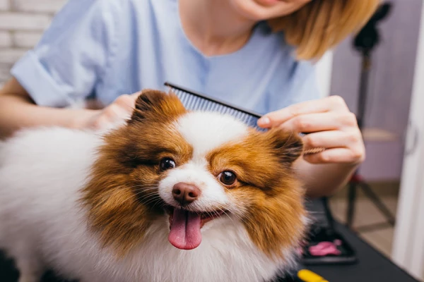 Looking for pet grooming services near you in Dubai?