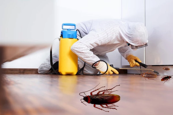 Book cockroach pest control in Dubai