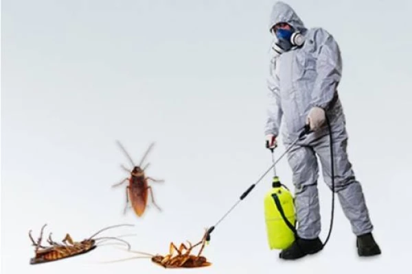 Book cockroach pest control in Dubai