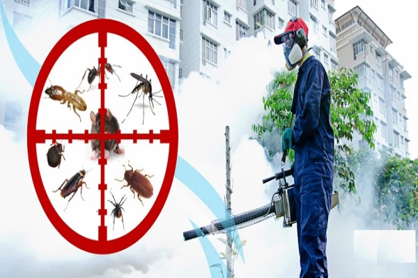 Looking for termite control in Dubai?