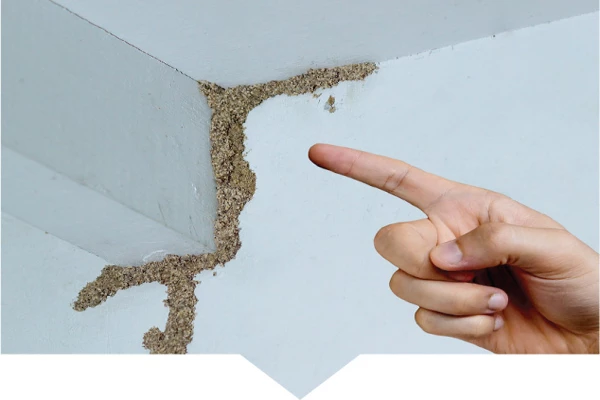 Looking for termite control in Dubai?