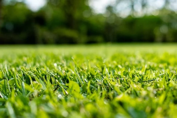 Need help with grass or artificial lawns?